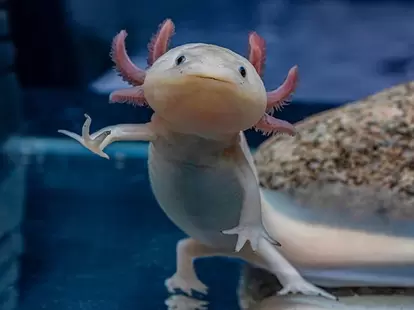 ネオテニー(幼形成熟)の代表例はウーパールーパー。大人になっても変態せず、見た目は子供のような姿のまま生涯を過ごす