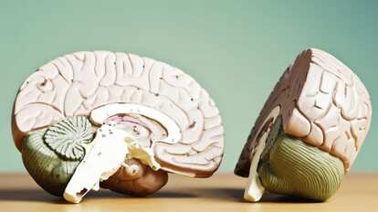 思想の左右ではなく極端さが脳を似せる