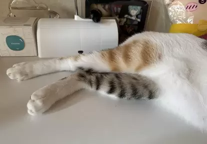 三毛猫の後ろ脚