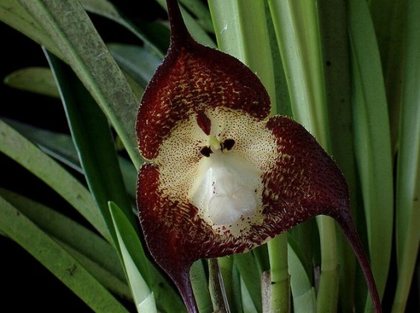 何かの顔に似ているぞ 顔を持つ花 ドラクラ・シミア