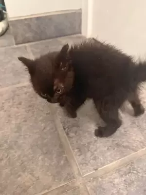 黒い子猫の写真