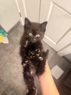 黒い子猫の写真