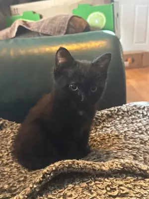 黒い子猫の写真