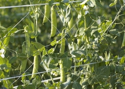 うすいえんどう