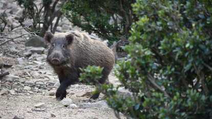 泳ぐイノシシが離島に侵攻している