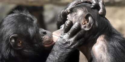 「愛のキス」は、2100万年前のサル社会から続く、超ロングセラーの社会行動