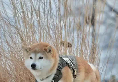 柴犬