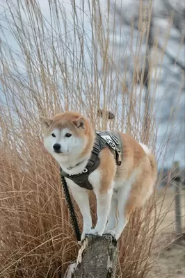 柴犬