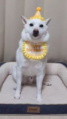 誕生日の白柴犬