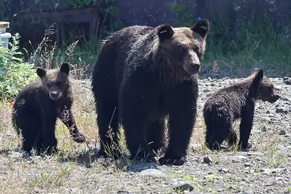 北海道に生息するヒグマ。成長した個体は300㎏を超えることもある。山地から河川沿いまで広く活動する日本最大の陸上哺乳類