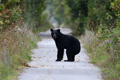 北米に多く生息するアメリカクロクマ。北米には推定80万頭以上のクマが生息するが、年間の死者は数人にとどまる