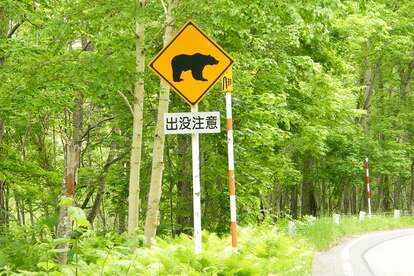 ドライブ中にクマと遭遇したら