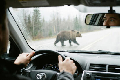 クルマを運転中「クマ」に遭遇したら? クラクションやパッシングで追っ払おうは論外! 極力刺激せずに距離を取るが最善策だった