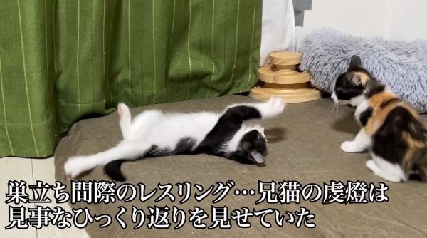 子猫ちゃんが「背面移動」を習得！ やんのかステップから繰り出す
