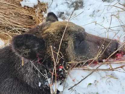 小林さんはこれまで単独で20頭ものヒグマを仕留めてきた