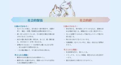 猫の毛づくろいは相手への「圧」にもなる