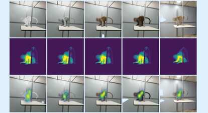 サルの視線が、中途半端なCGを避けた