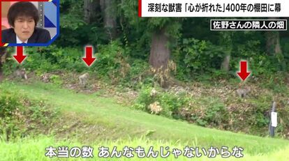 サル(佐野さん隣人の畑)