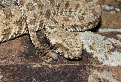 クモの尾を持つヘビ Pseudocerastes urarachnoides の写真