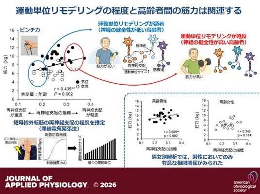 Causes of Muscle Weakness in the Elderly Uncovered: The 'Health Status' of Motor Neurons is Key