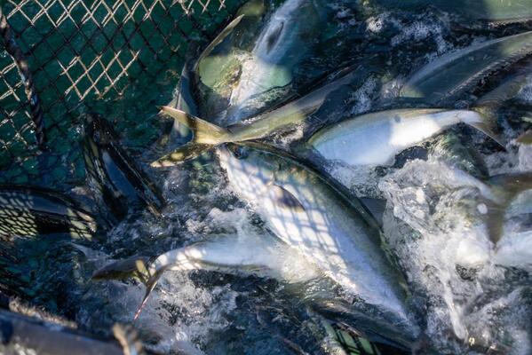 食べごろは4キロぐらい（画像は高知かわうそ市場より提供）