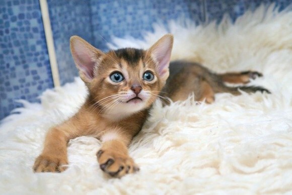 cats-abyssinians-4915993_640_e
