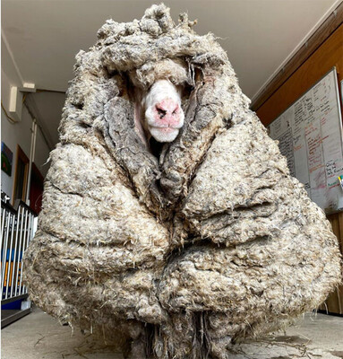 迷い羊が巨大毛玉化。毛刈りをされてすっきりスリムに