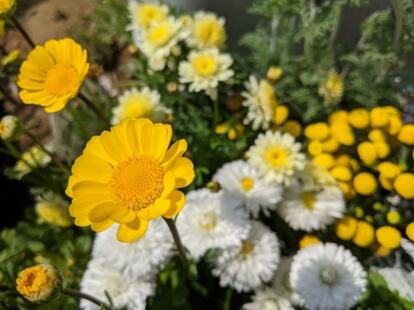 椅子に座って目線が下がると、小さなお花の美しさにハッとさせられる