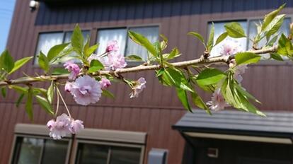 シンボルツリーの枝垂れ桜