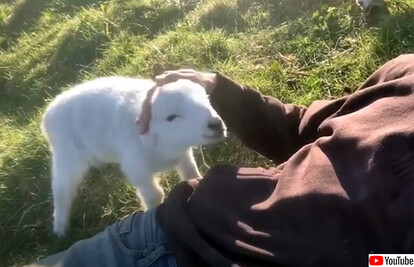 撫でられたい子羊が男性におねだりするかわいい映像