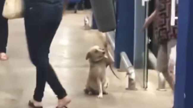 辛い過去を乗り越え スーパーから帰る客に手を振り一人一人お見送りする犬が話題に ニコニコニュース 辛い過去を乗り越え スーパーから帰る客に手を振り一人一人お見送りする犬が話題に ニコニコニュース