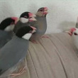 大乱闘文鳥ブラザーズ!?　突如はじまった文鳥たちの激しいケンカに飼い主「ほんともうやめて」と困惑