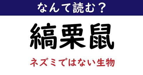 なんて読む 今日の難読漢字 縞栗鼠 ニコニコニュース