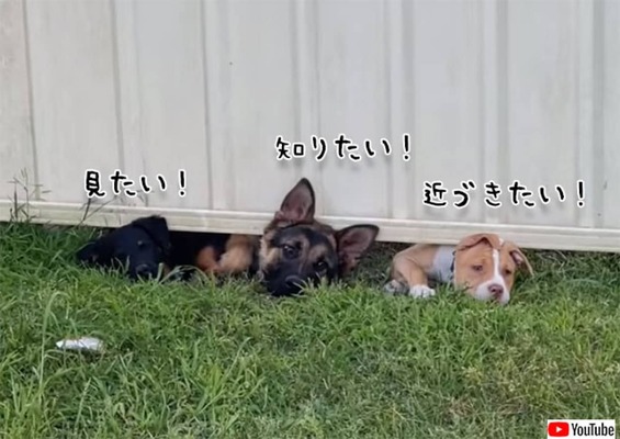 塀の下から3匹の犬が熱狂的に見つめるその先には ニコニコニュース