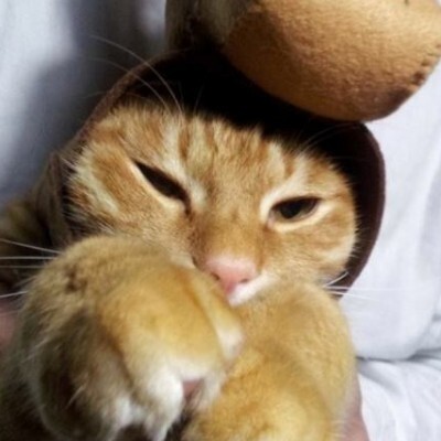 くっさー って顔してない 猫が飼い主の靴下や足の裏のにおいを嗅ぐワケ ニコニコニュース