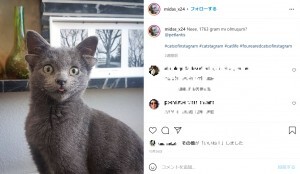 4つの耳を持って生まれた猫 愛らしい姿に 神話に出てきそう トルコ ニコニコニュース
