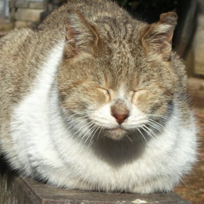 床にお腹をつけて 香箱座り している猫の気持ちは 心からリラックスしている ニコニコニュース