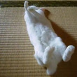 ウサギを眠りに落としてみた！ 飼い主さんの超絶テクで目を細めていく姿へ「癒される」「あーかわいい」の声