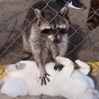 アライグマに猫がゴロンとおなかを見せ「マッサージして～」　モミモミを満喫する猫ちゃんがかわいい