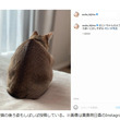 指原莉乃、貴島明日香の“猫の好きなポイント”に異論
