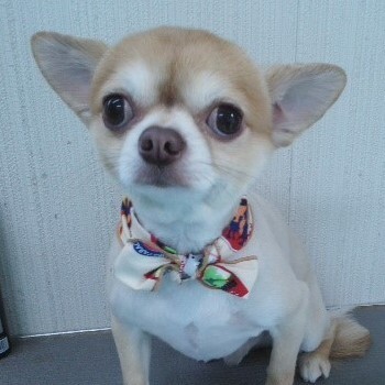 サイレンを聞くとワオオーーン 犬が遠吠えをはじめるのはなぜ 特定の周波数の音に興奮 ニコニコニュース