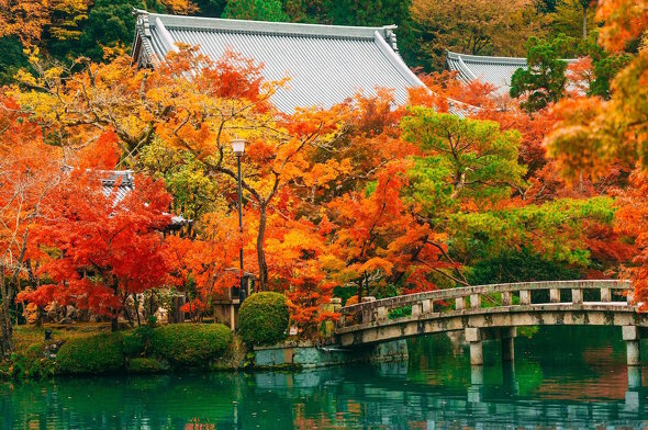 京都 永観堂の 秋 を収めた写真が美しい 燃えるような紅葉に とっても綺麗 行ってみたい の声 ニコニコニュース