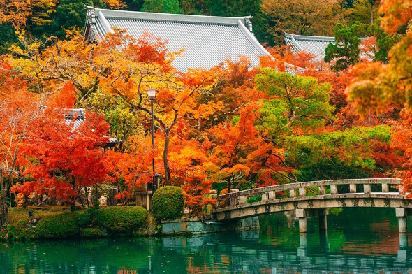 京都 永観堂の 秋 を収めた写真が美しい 燃えるような紅葉に とっても綺麗 行ってみたい の声 ニコニコニュース