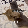 同じキャットいうてますし。猫を熱心にもみほぐすミーアキャット