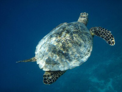 結末に納得できないお話といえば 1位は 浦島太郎 ニコニコニュース