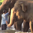 象もやさしくしてくれた人を忘れない。14か月ぶりの再会の喜びを表す象の群れ