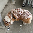 揚げパン？シュークリーム？雪が積もっておいしそうなコーギーの背中