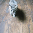 ヨチヨチ歩きの元保護子猫が大きくなって……　ドーンと貫禄たっぷりに成長したビフォーアフターがかわいい