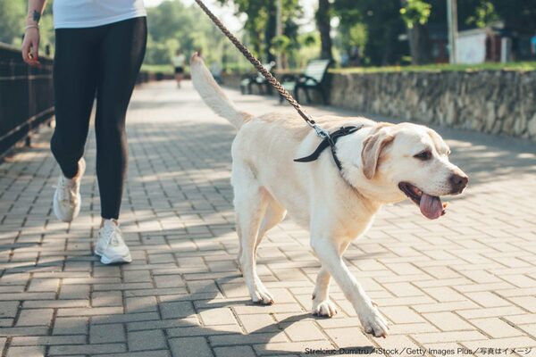 始末しろ と注意した男性に犬のフンを素手で投げつけた女性 批判相次ぐ ニコニコニュース