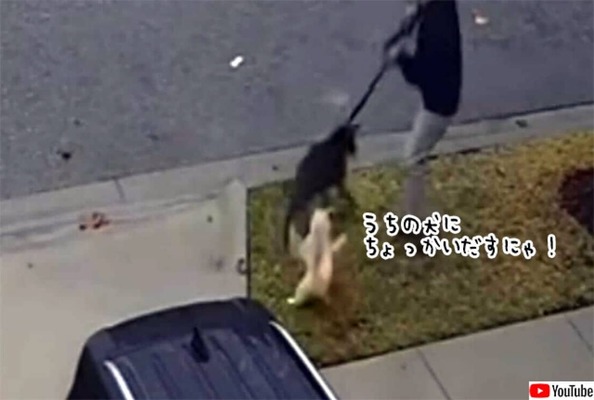 うちの弟分をいじめんな 猫 家族の犬を守るため吠えついた犬に襲い掛かる ニコニコニュース うちの弟分をいじめんな 猫 家族の犬を守るため吠えついた犬に襲い掛かる ニコニコニュース